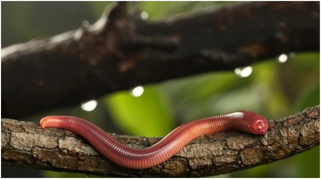 How Do These Worms Compare to the Alaskan Bull Worm?